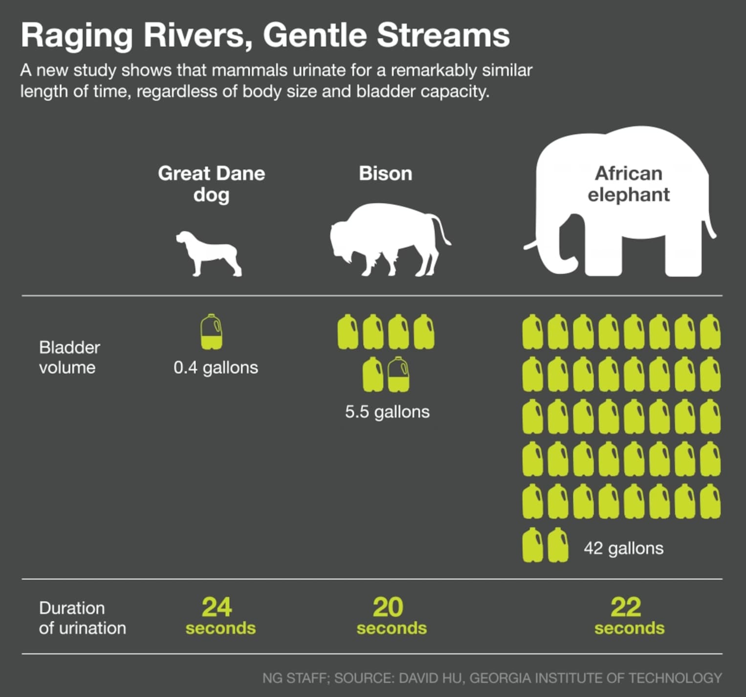 much pee can a bladder hold - Raging Rivers, Gentle Streams A new study shows that mammals urinate for a remarkably similar length of time, regardless of body size and bladder capacity. Great Dane dog Bison Bladder volume 0.4 gallons Duration of urination